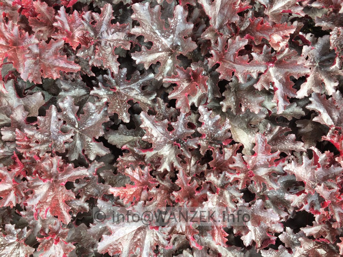 Heuchera Hybride Black Beauty 03.JPG